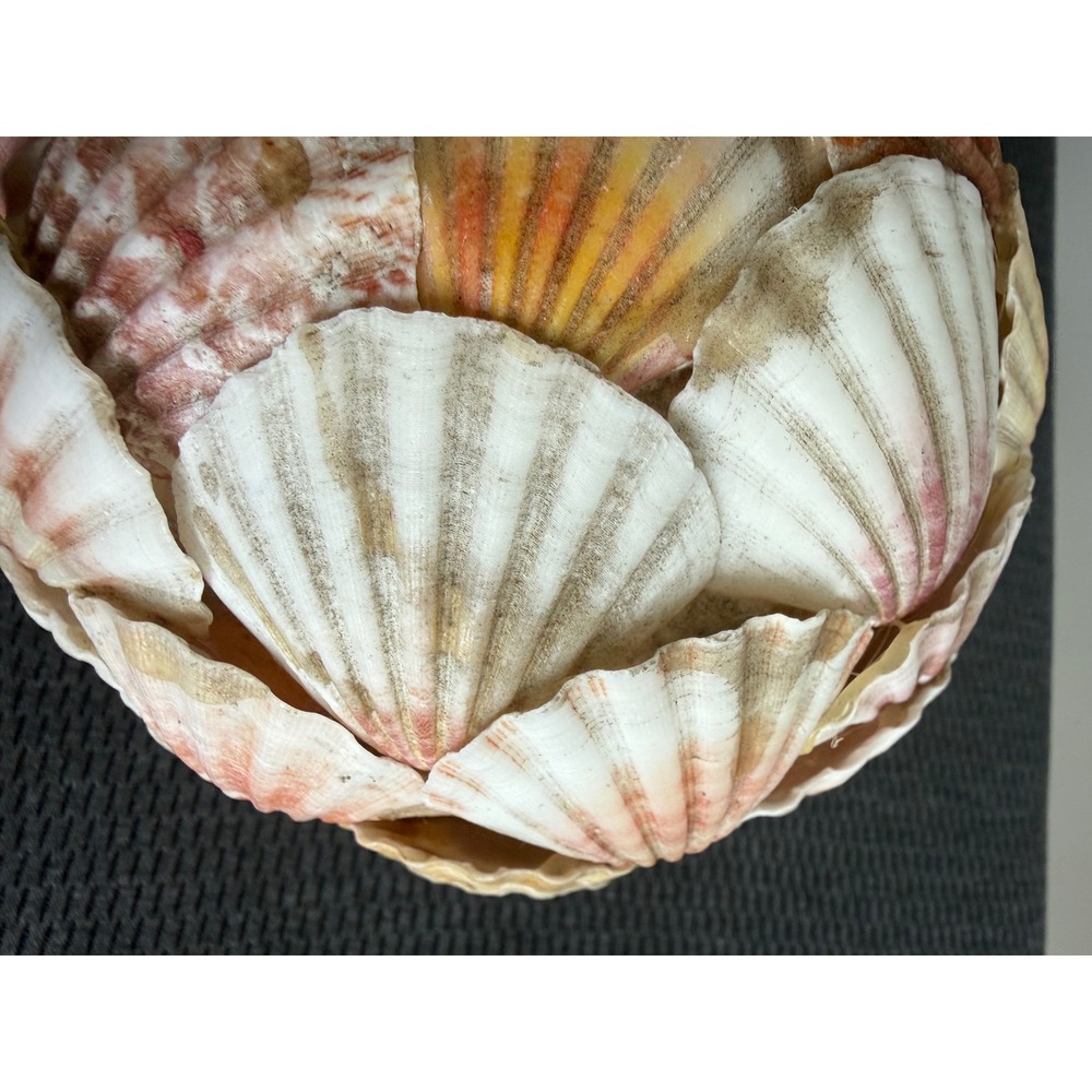Handmade Natural Scallop Seashell Decorative Orb Sphere 6 in Coastal Beach Home - Picture 7 of 11